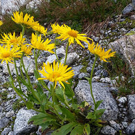 Arnica...